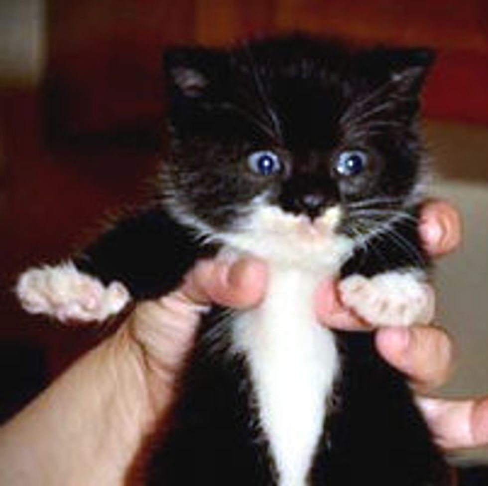 Tiny Kitten Rescued from County Dump, Now All Grown Up