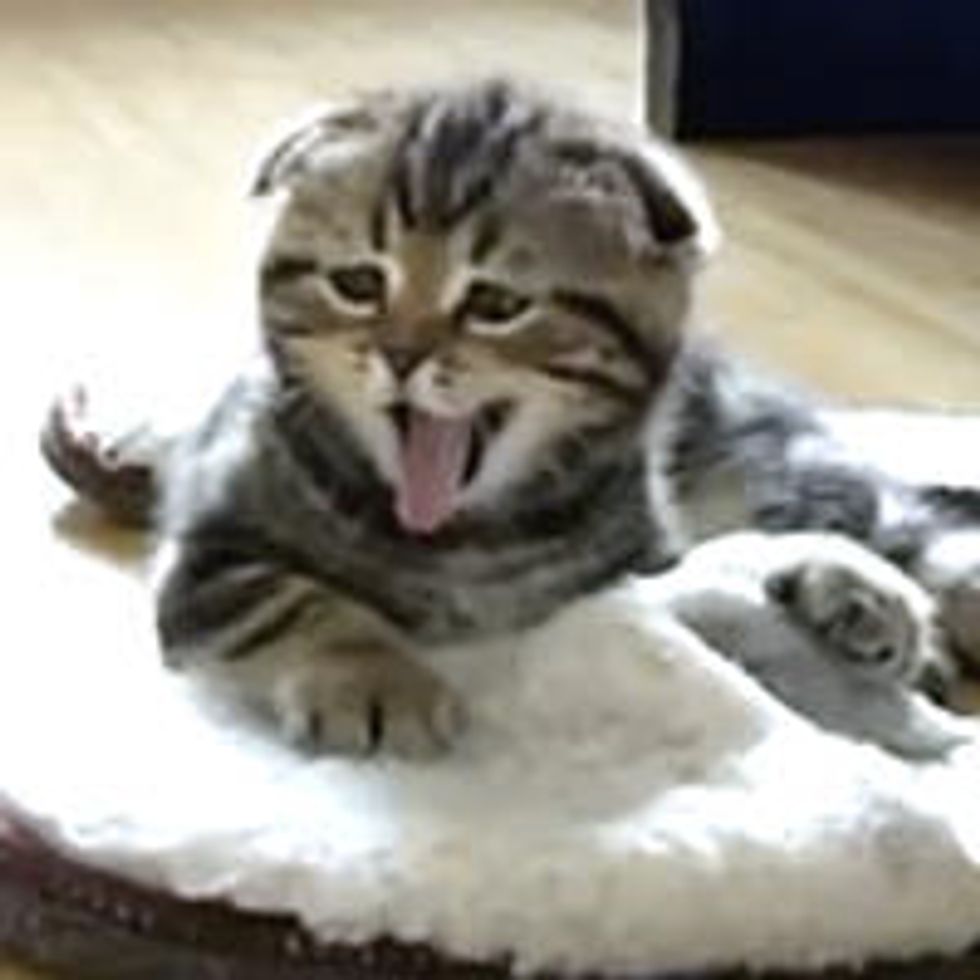 Bouncy Playful Tabby Kitties