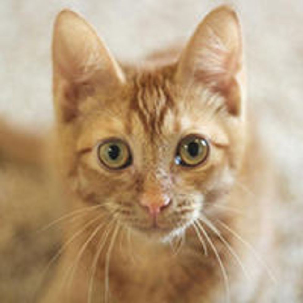 Triton Little Wobbly Cat Lives Life to the Fullest