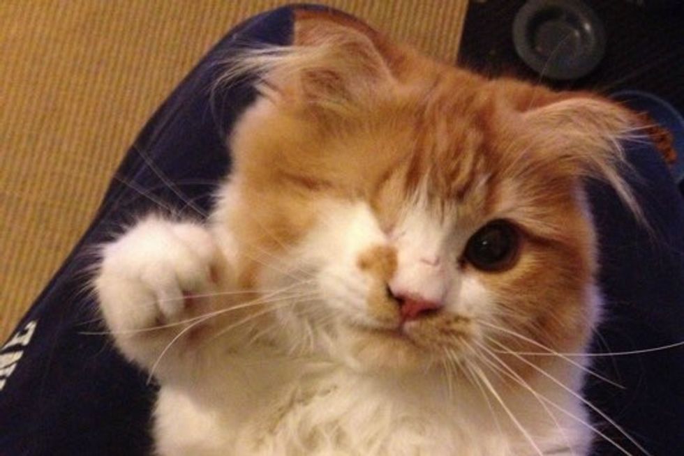 Scallywag the One-eyed Scottish Fold
