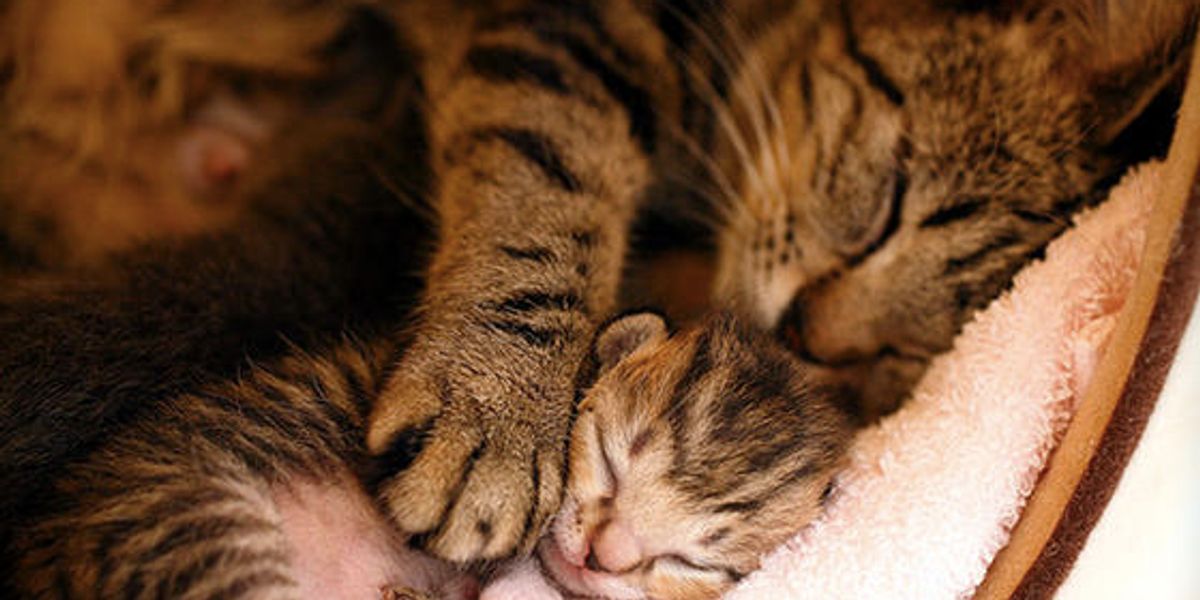 Protective Cat Mama and Her Tabby Baby Love Meow