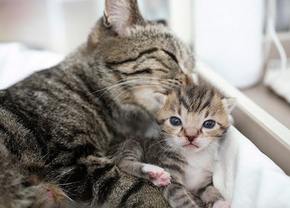 Protective Cat Mama and Her Tabby Baby Love Meow