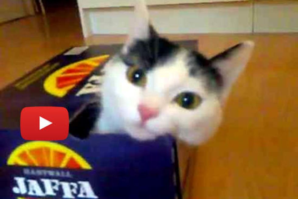 Kitty: Must Get in Box