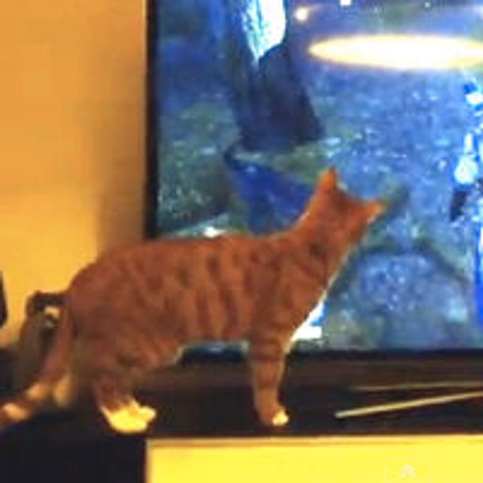Kitty Confused by Video Game