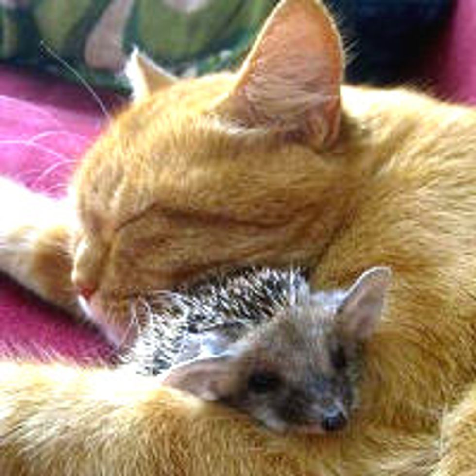 Cat Mom Adopts Four Orphan Hedgehogs