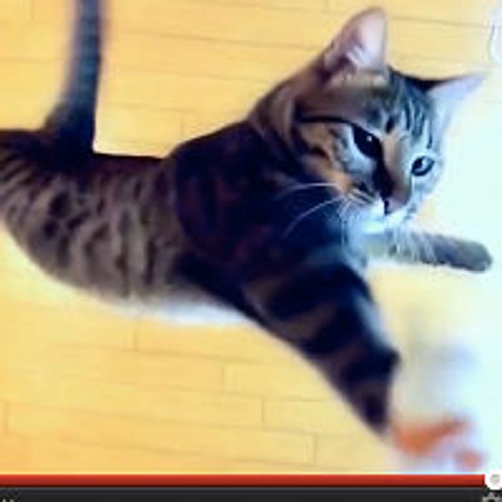 Nothing is Too High for a Jumping Cat