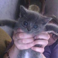 Zacchaeus the Runt from Rescue Kitten to Happy Cat - Love Meow