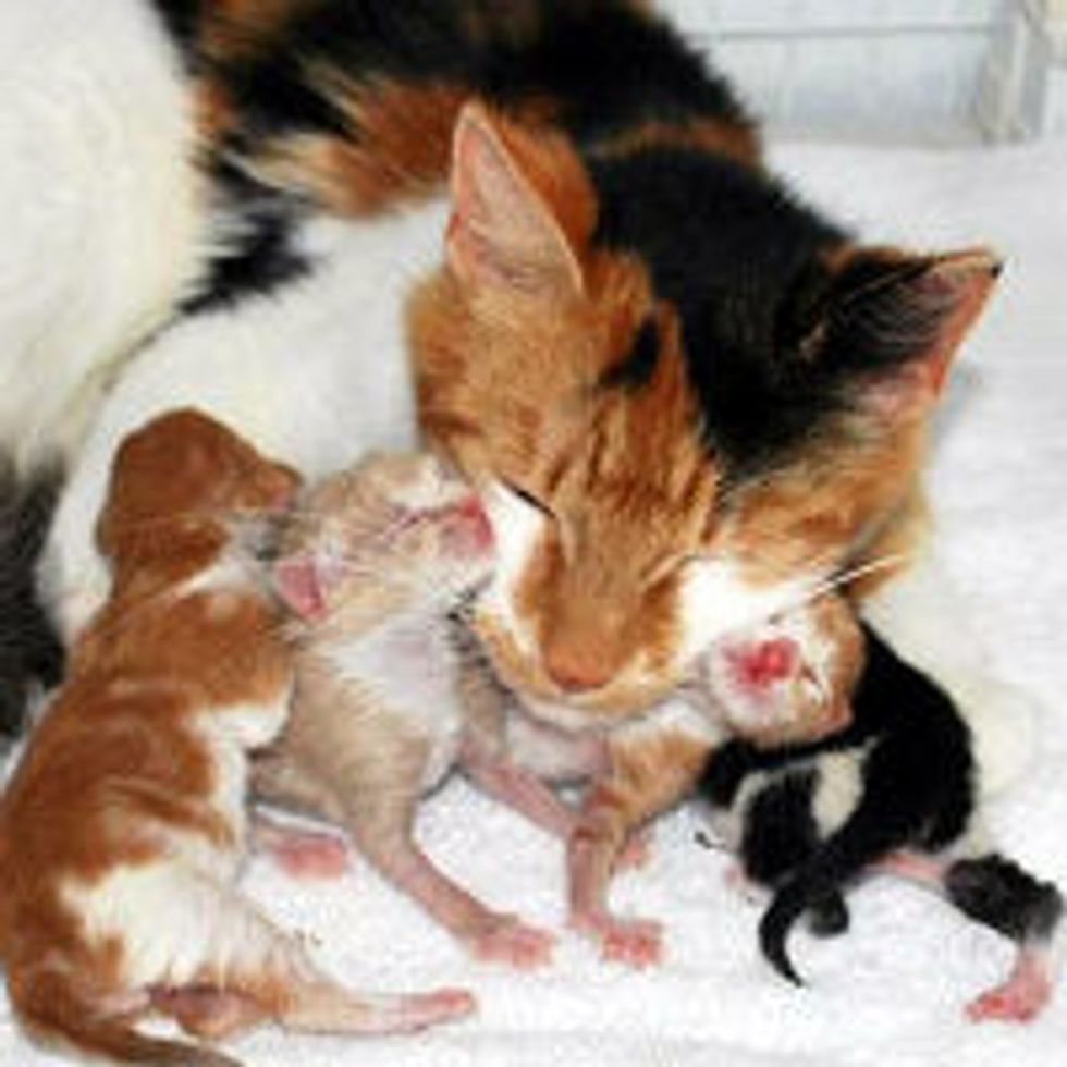 Aww! Kitty Cam Features Stray Cat Mama & Her Babies