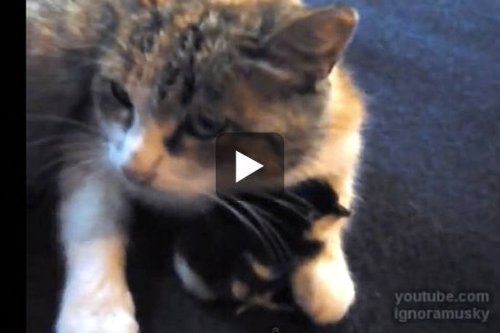 Cat Becomes Mom to Chick