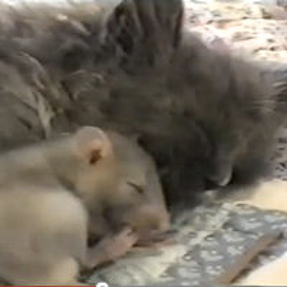 Kitty Cuddles up to Baby Rat. Too Cute!