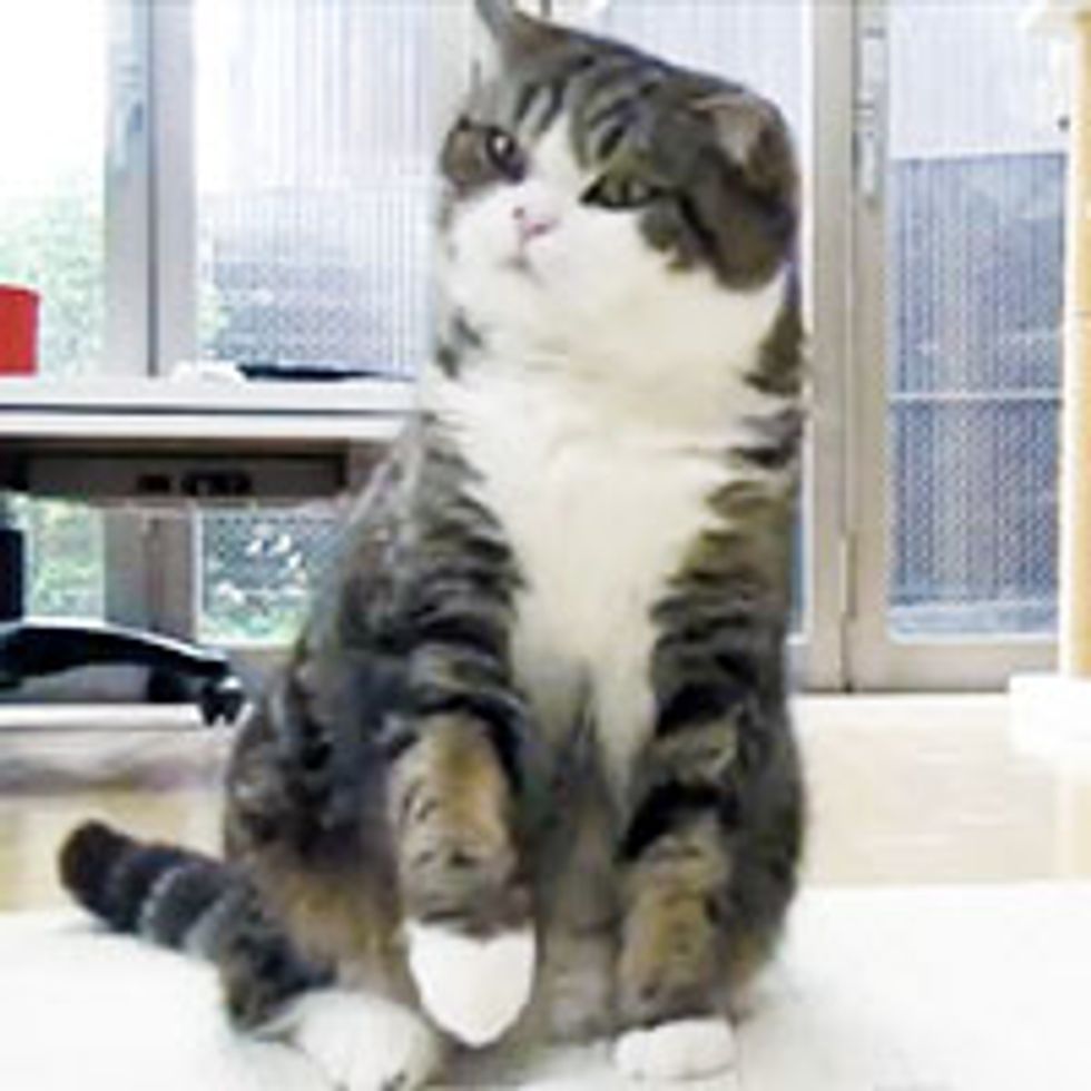 Maru: It's My Toy. Don't Touch!