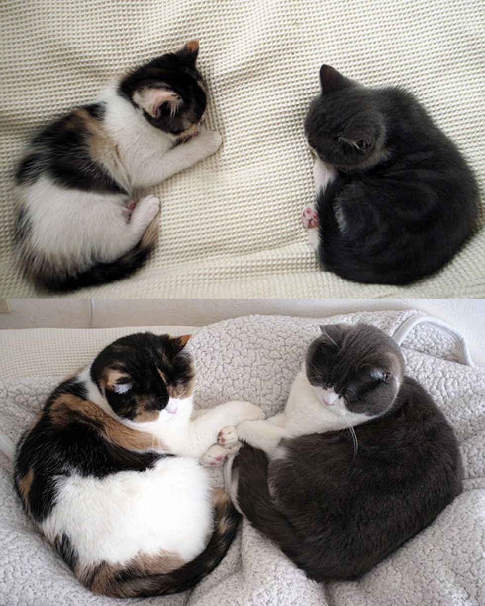 Inseparable Kitty Friends: Then & Now