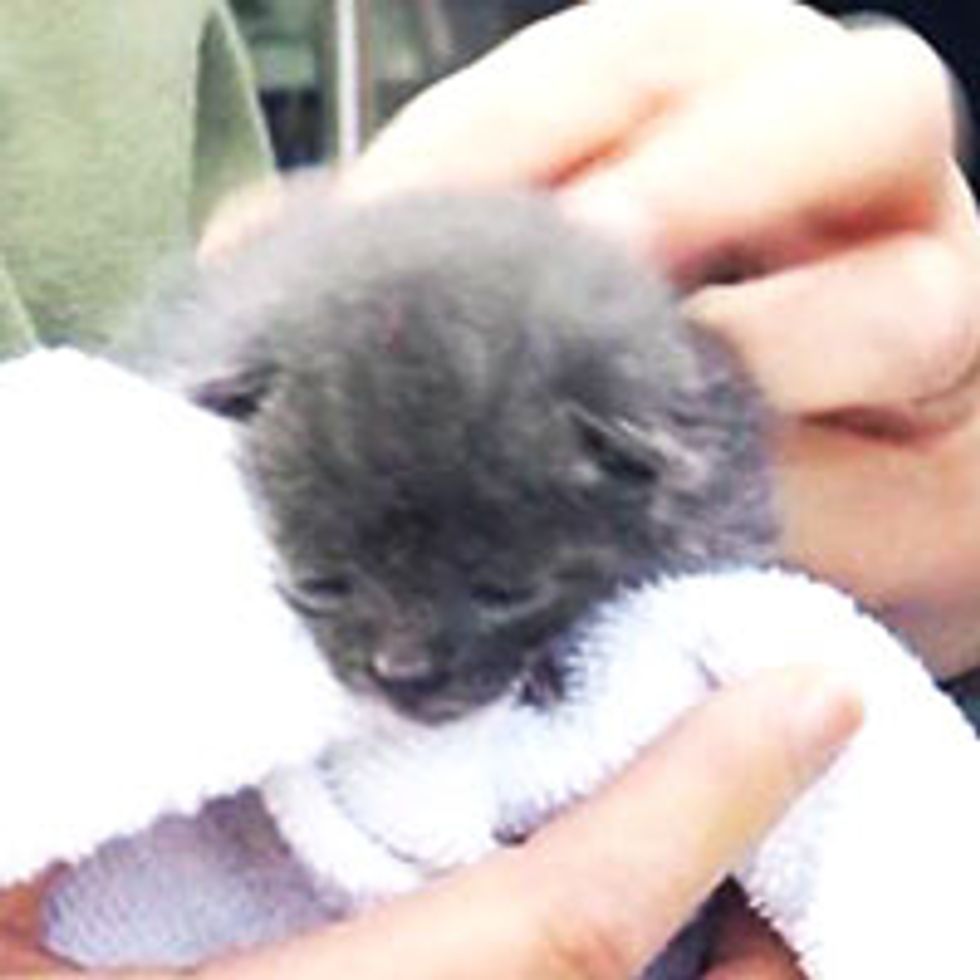 3-Week-Old Kitten Rescued from Abraham Lincoln Statue At President's Hall Of Fame