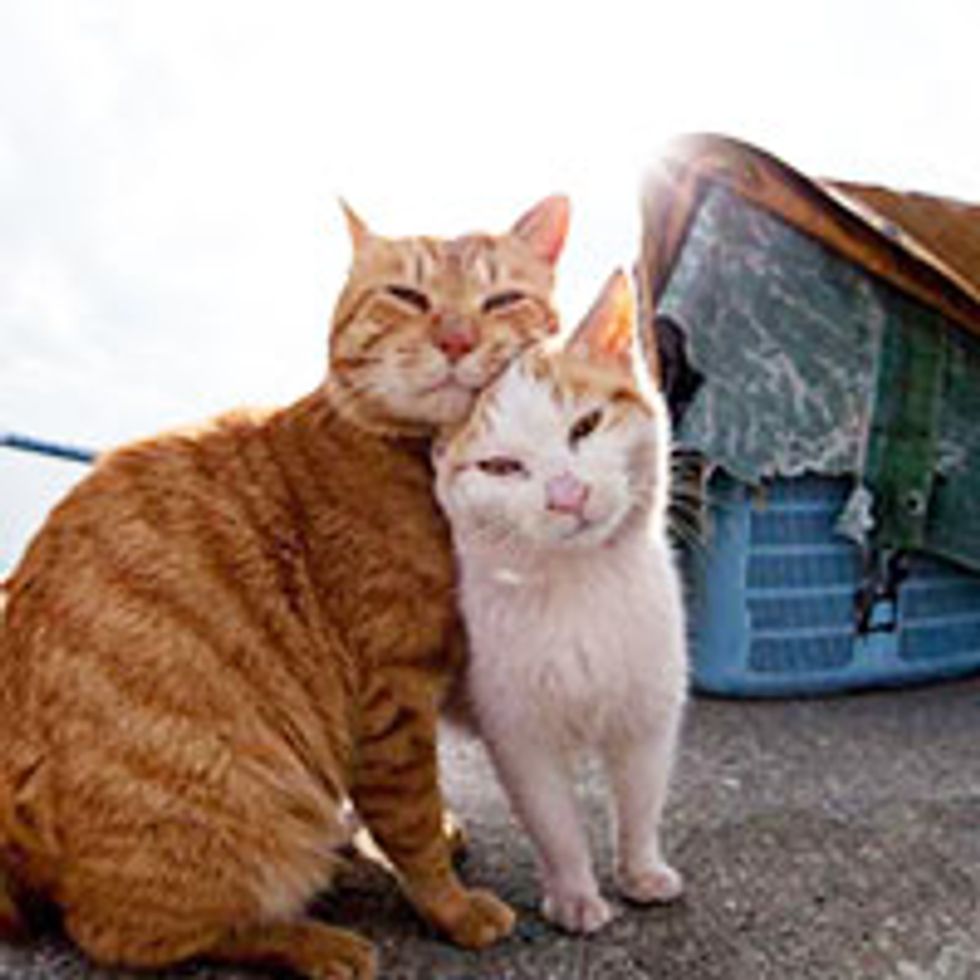 Man Documents Lives of Island Cats