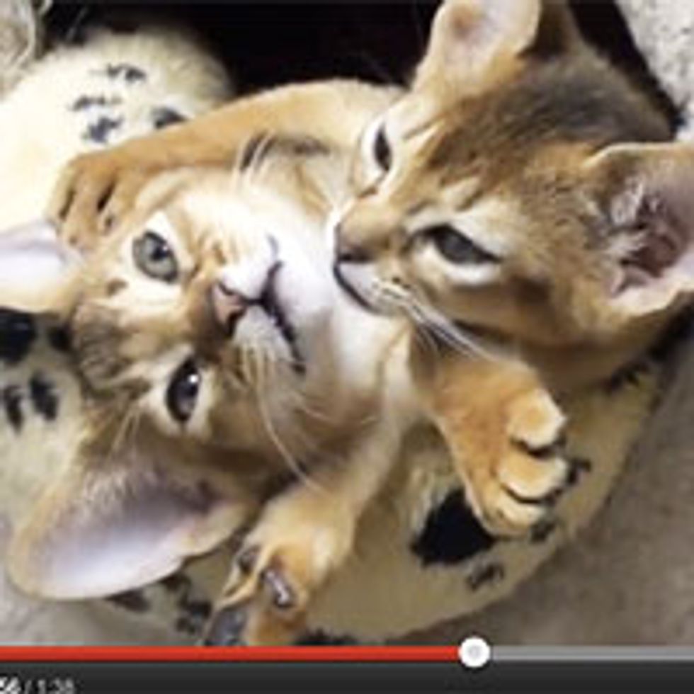 Kittens Hugging - Love Bugs