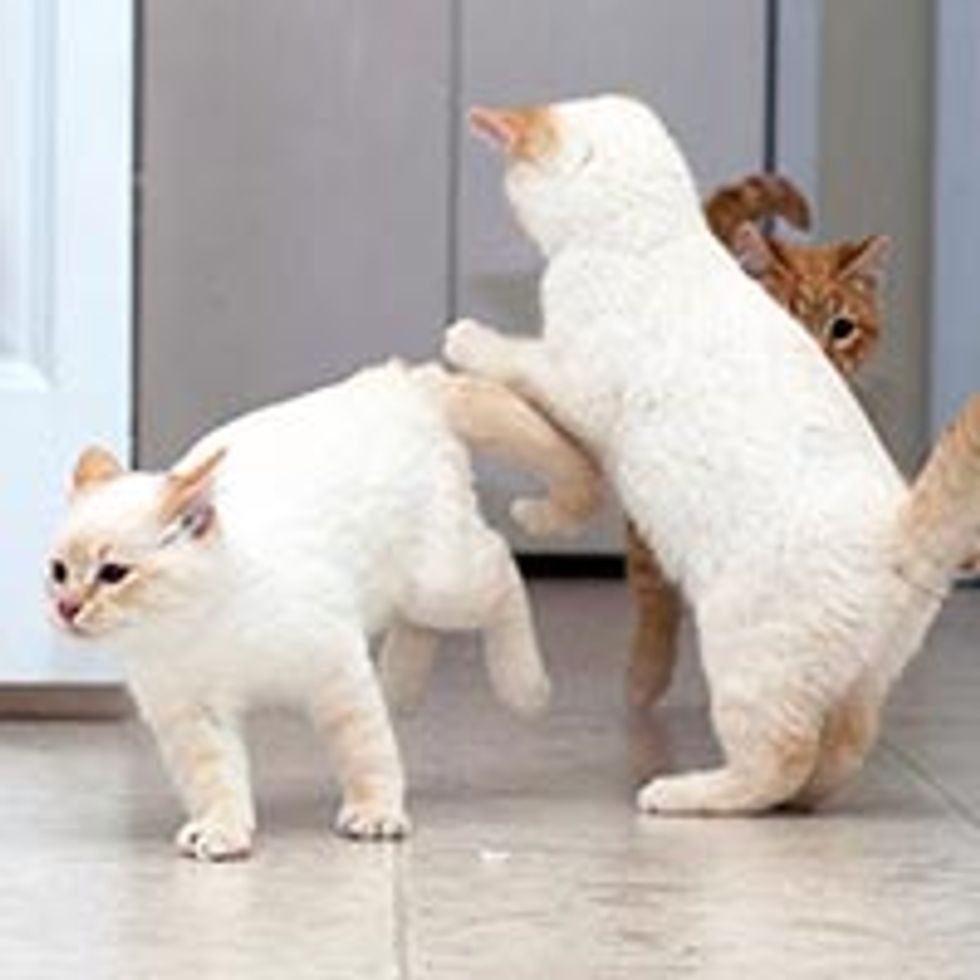 Rescue Story of 5 Farm Kittens