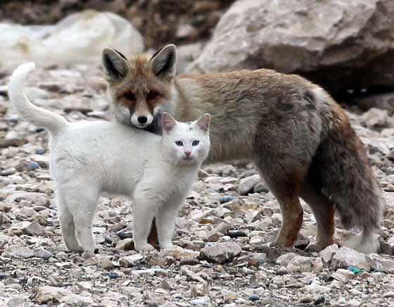 Cat that looks like deals a fox