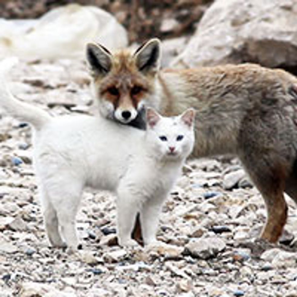 Cat and Fox: Unlikely Friendship
