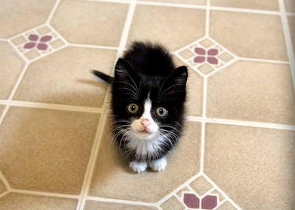Rescue Tuxedo Kitty's First Thanksgiving