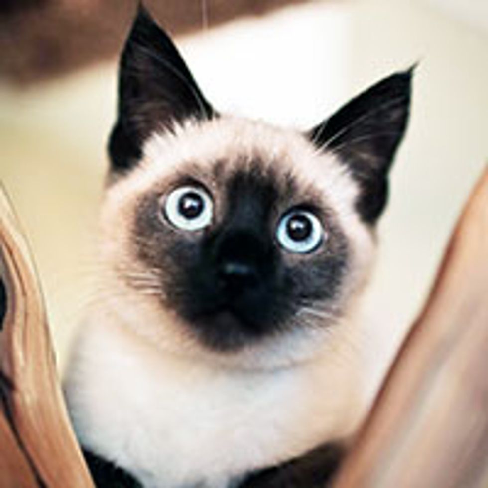 Minty the Kitty Strays into New Home