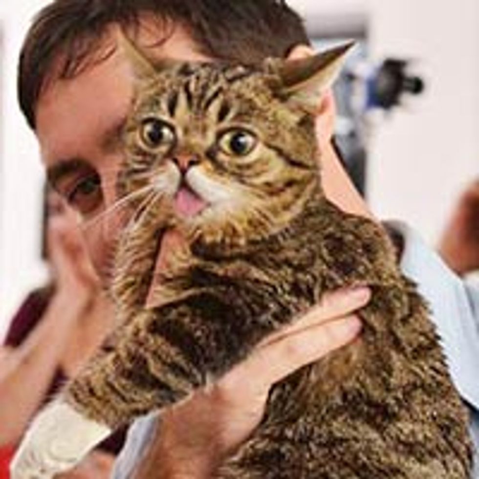 Lil Bub's Day At The Office