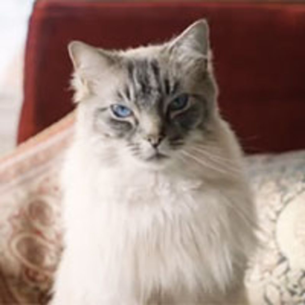 Cat Prince Nikolai Stroganov III, the Ultimate Warmth Lover