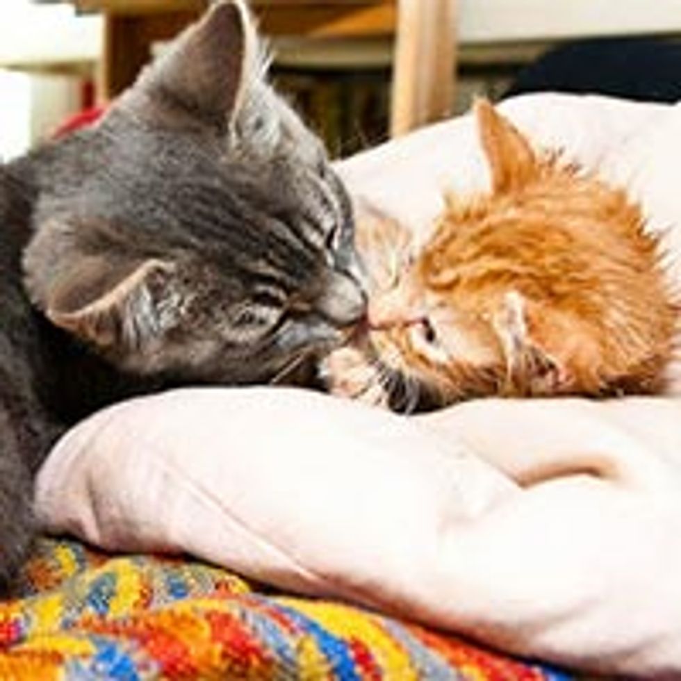 Orphan Kitten Loved by Rescue Cat