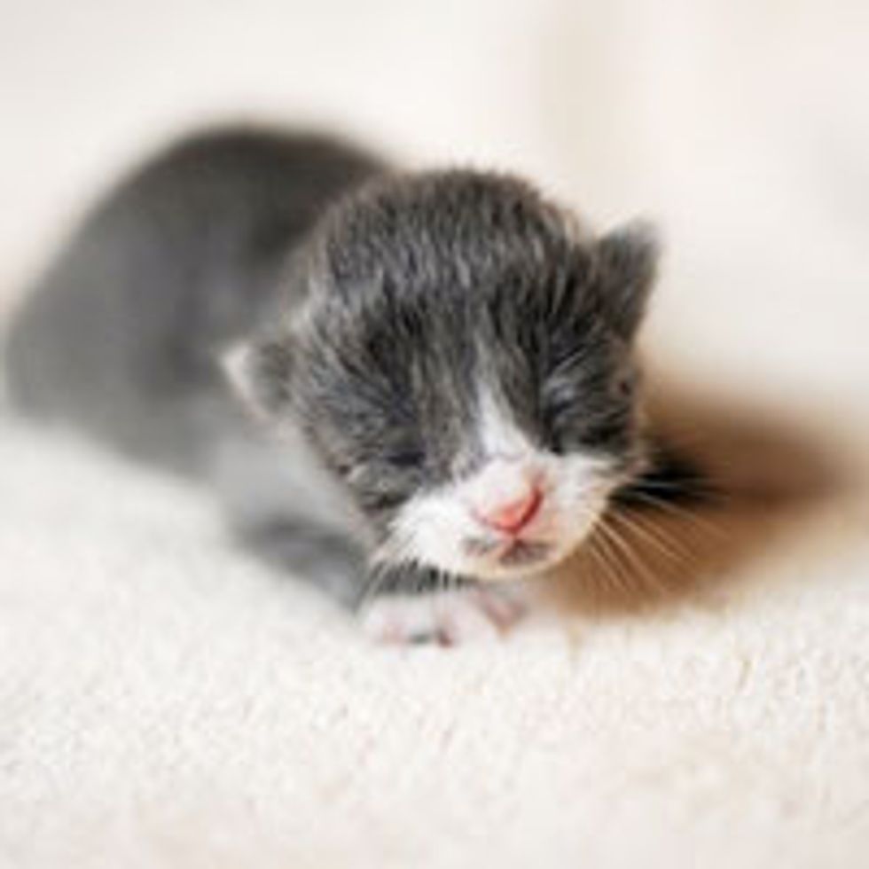 Kitty Born to Rescue Cat: Then and Now