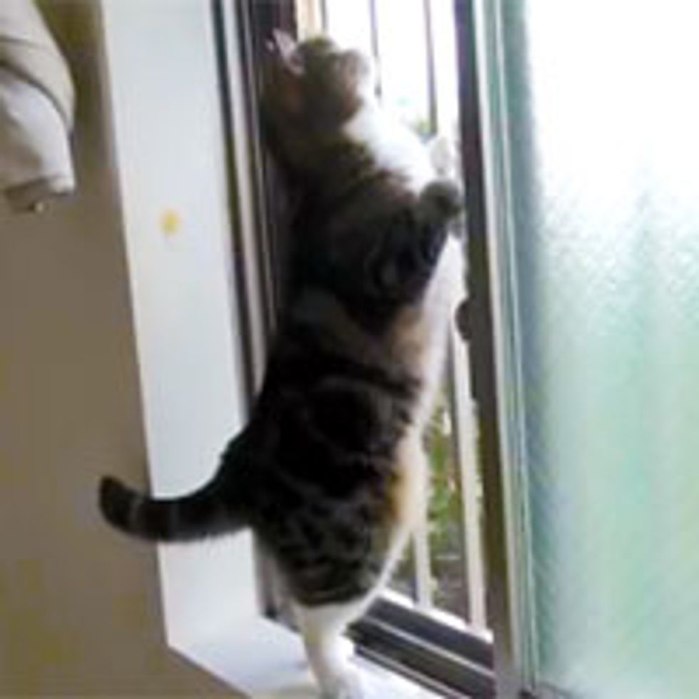 Maru Finds a Bug