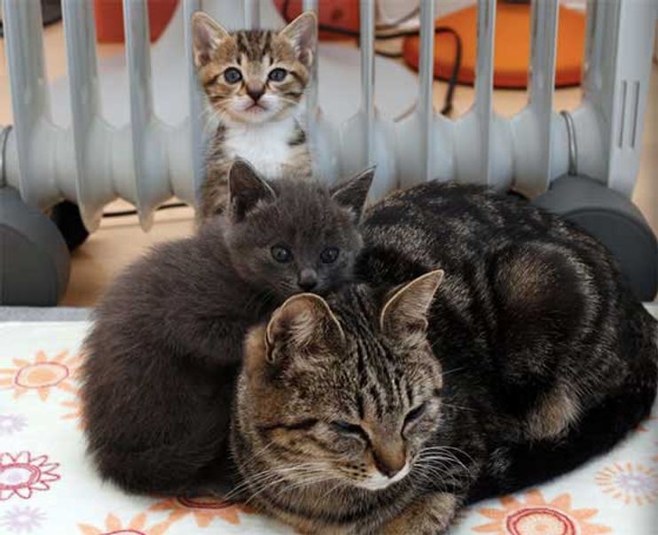 Stray Tabby Cat Chooses a Man to Help Her Raise Her Two Tiny Babies - Love  Meow