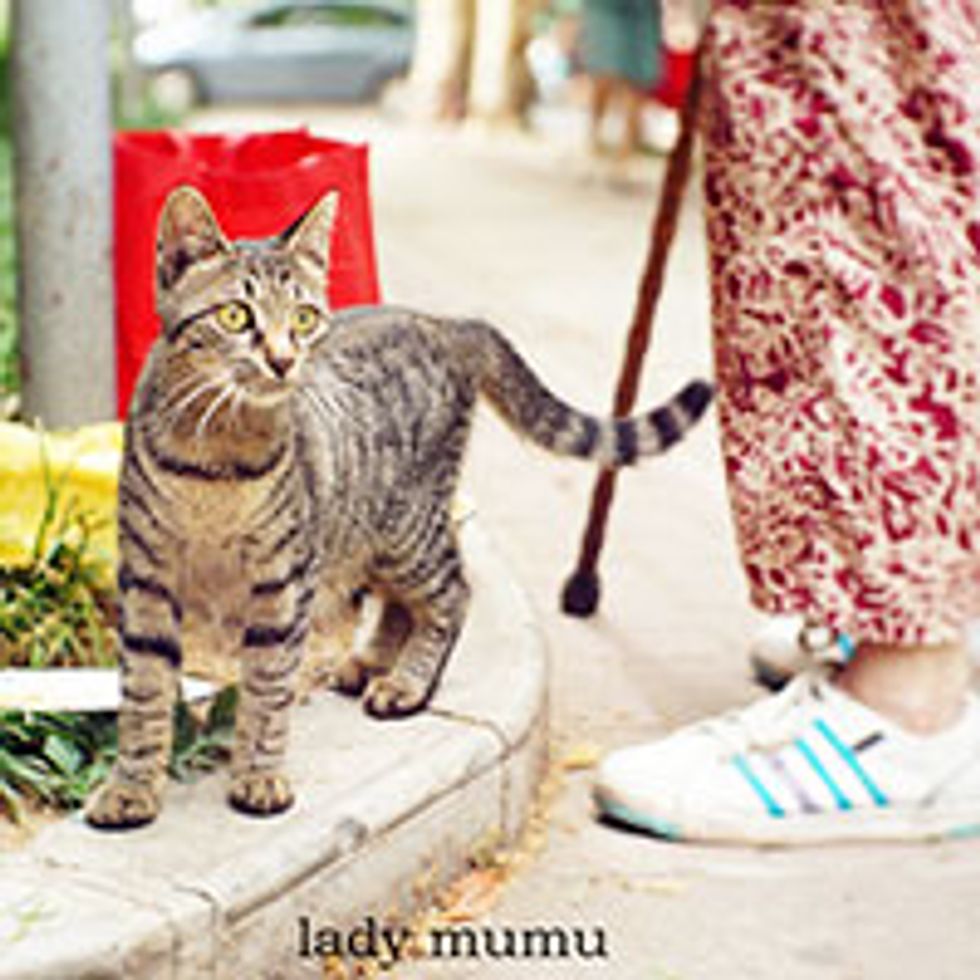 Friendship Between Feral Cat & Elderly Woman