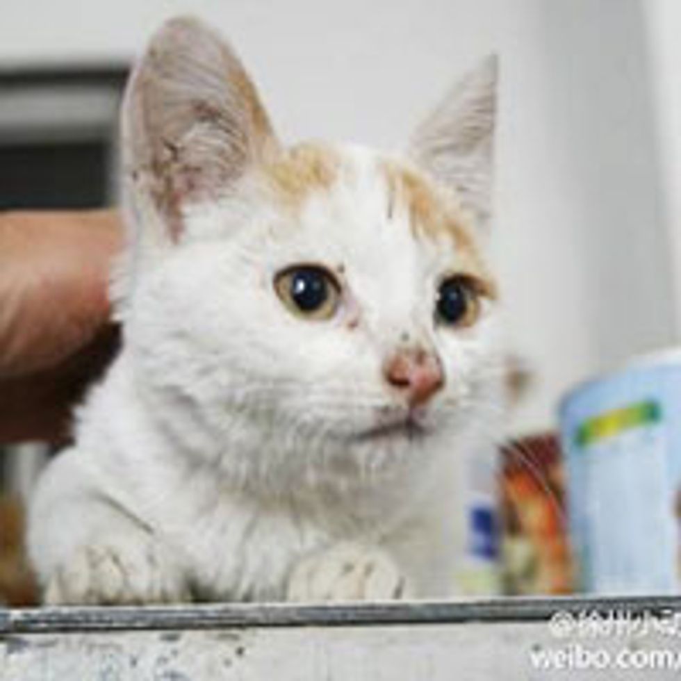 Volunteers Celebrate Saving 500 Cats from Meat Trade