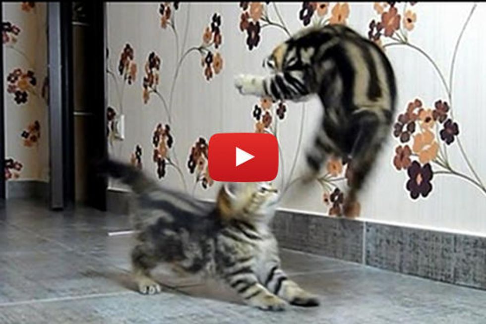 Kittens Fight Dancing