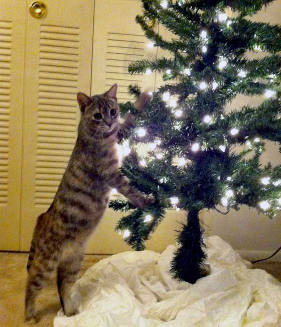 anti cat christmas tree