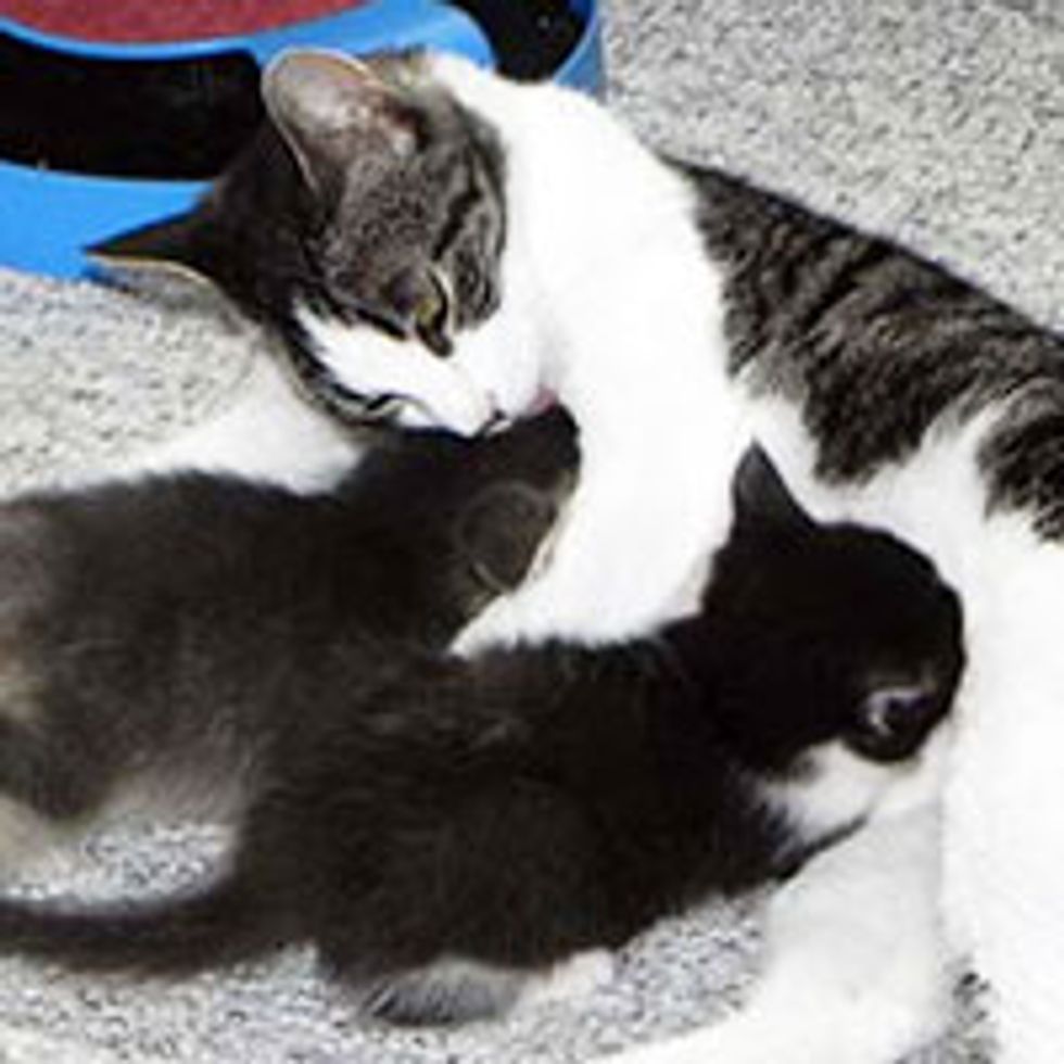 Orphan Kittens Adopted by Rescue Mom Cat
