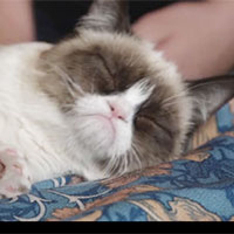 Sleepy Grumpy Cat! 