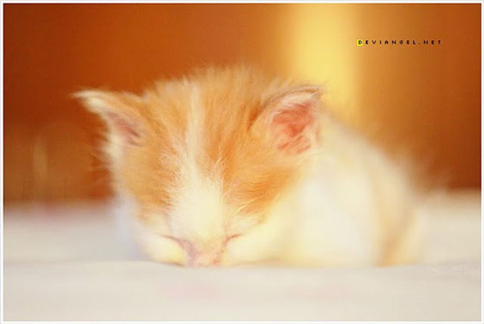Kitty Adopted by Foster Family: Then & Now