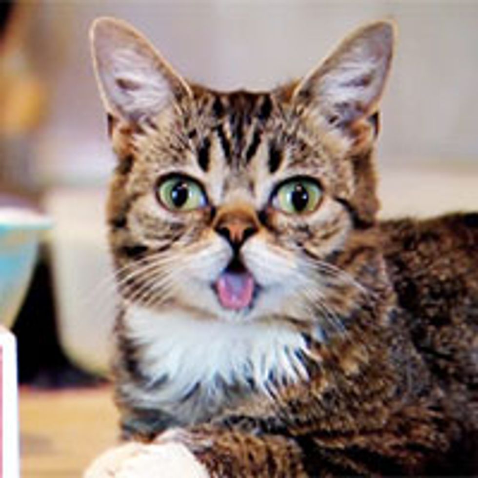 Lil Bub Talks About Things