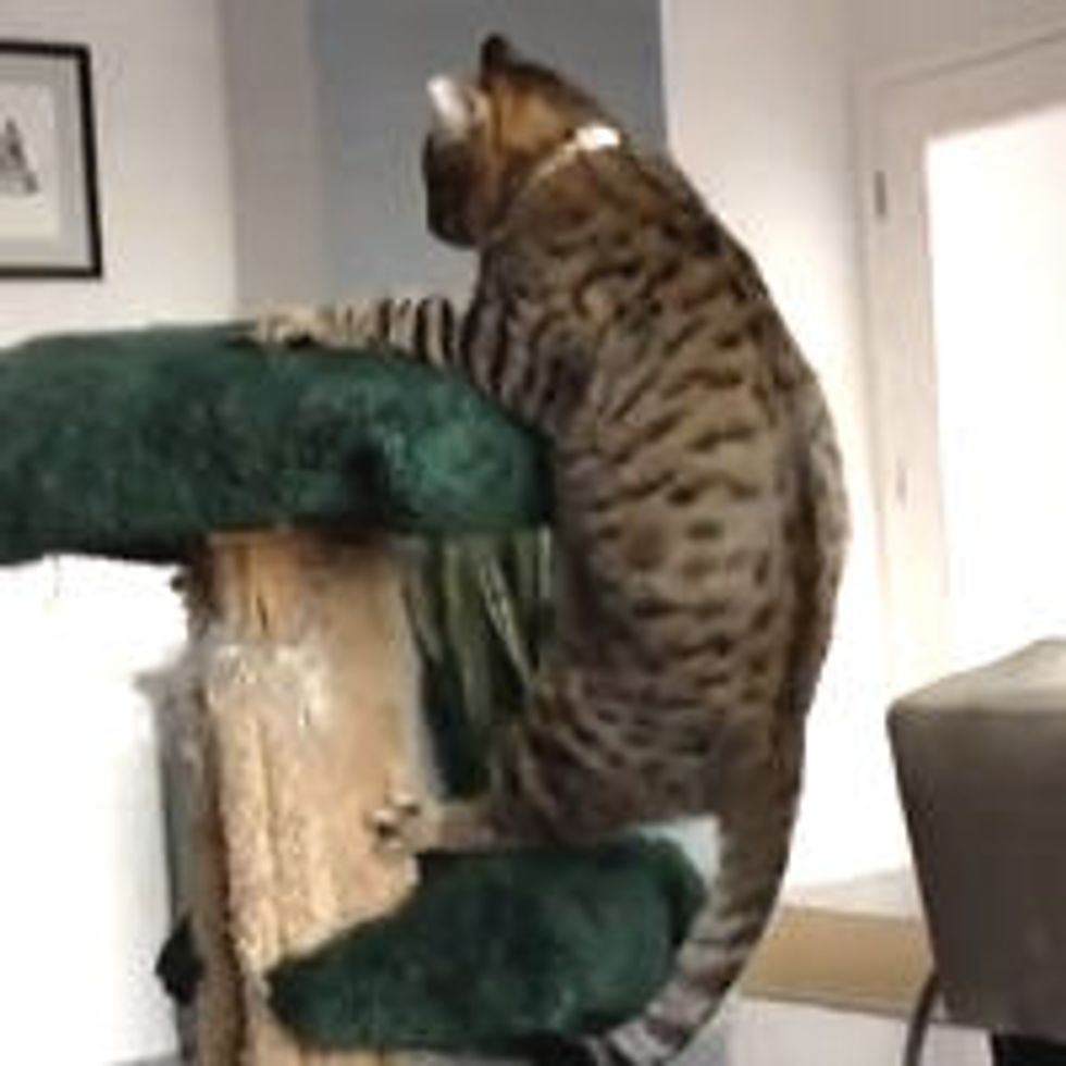 Oskar the Blind Cat and The Cat Tree