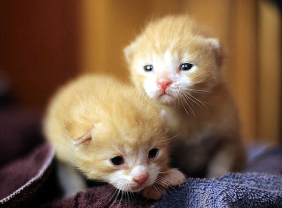 Ginger Brothers Growing Up