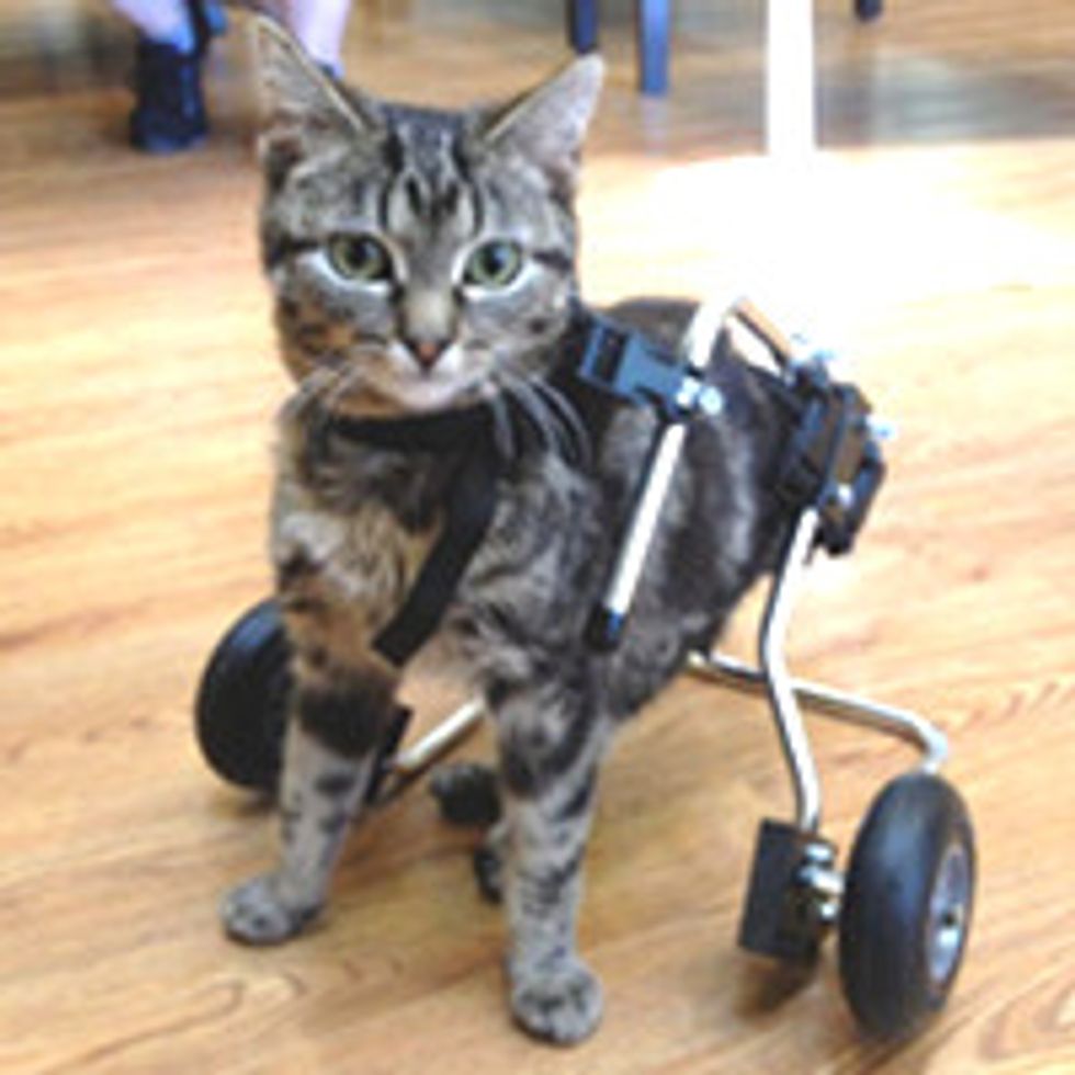 Dot Special Cat with Spina Bifida Inspires Many with Her Story