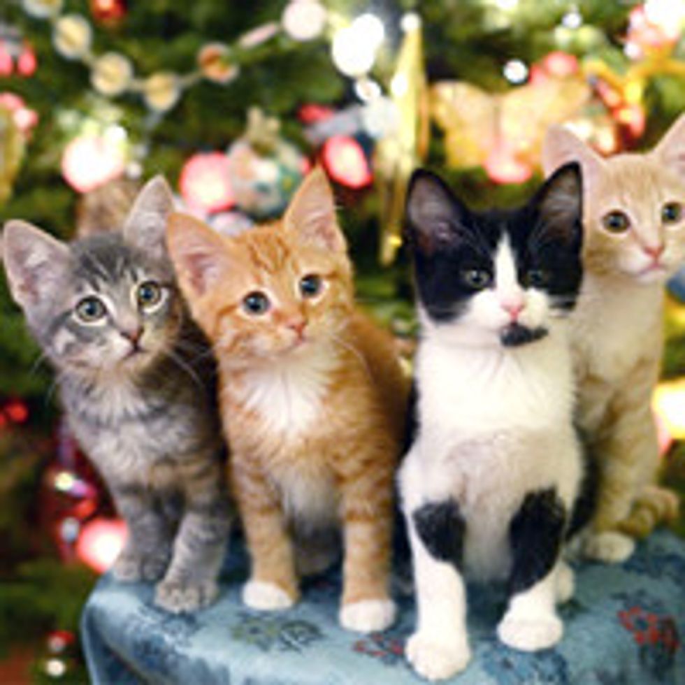 Four Kitties Find Forever Homes For Christmas