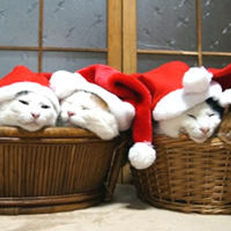 Santa Cat and His Elves