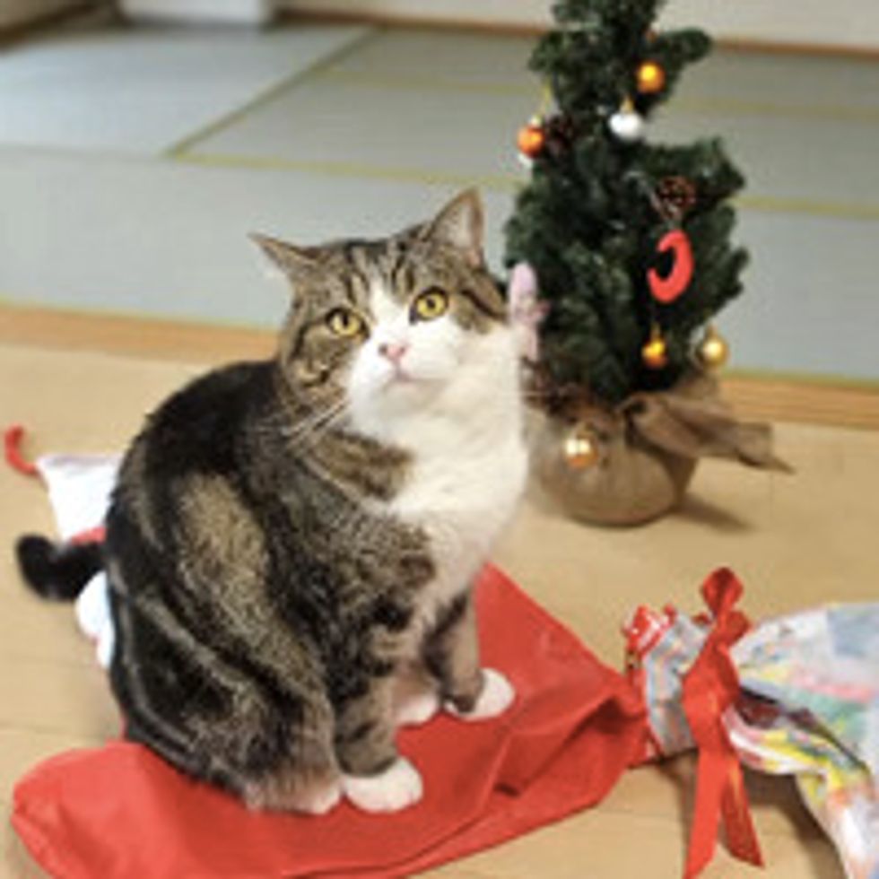 Maru Plays With His Christmas Present