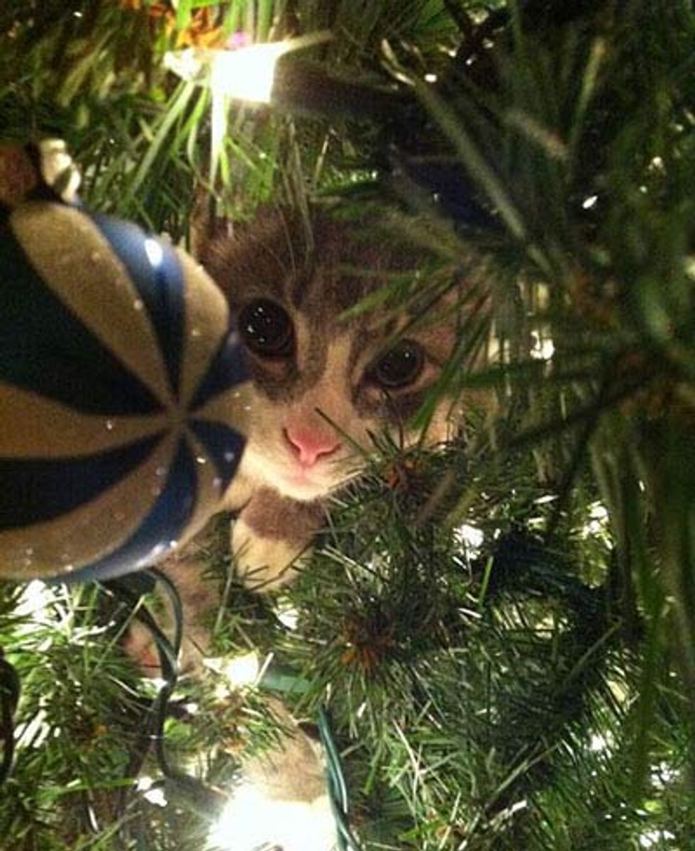 Kitties and Christmas Trees! Merry Christmas! Love Meow