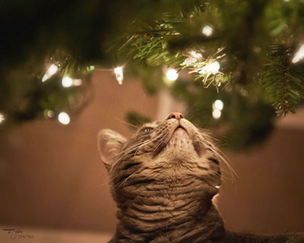 Kitties and Christmas Trees! Merry Christmas! Love Meow