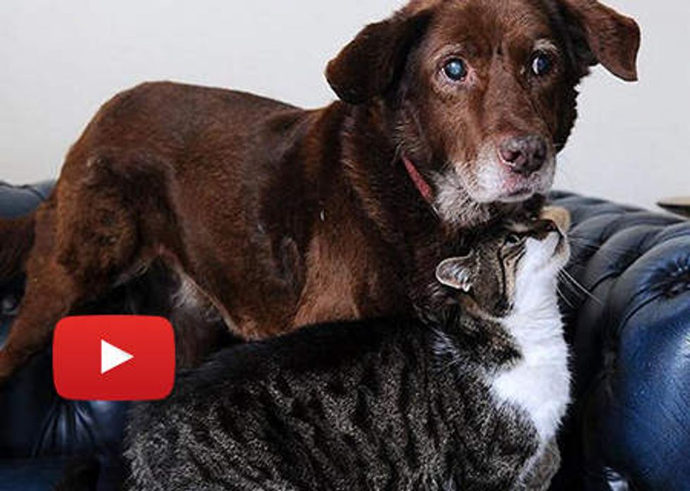 Stray Cat Guides Blind Dog: Best Friends