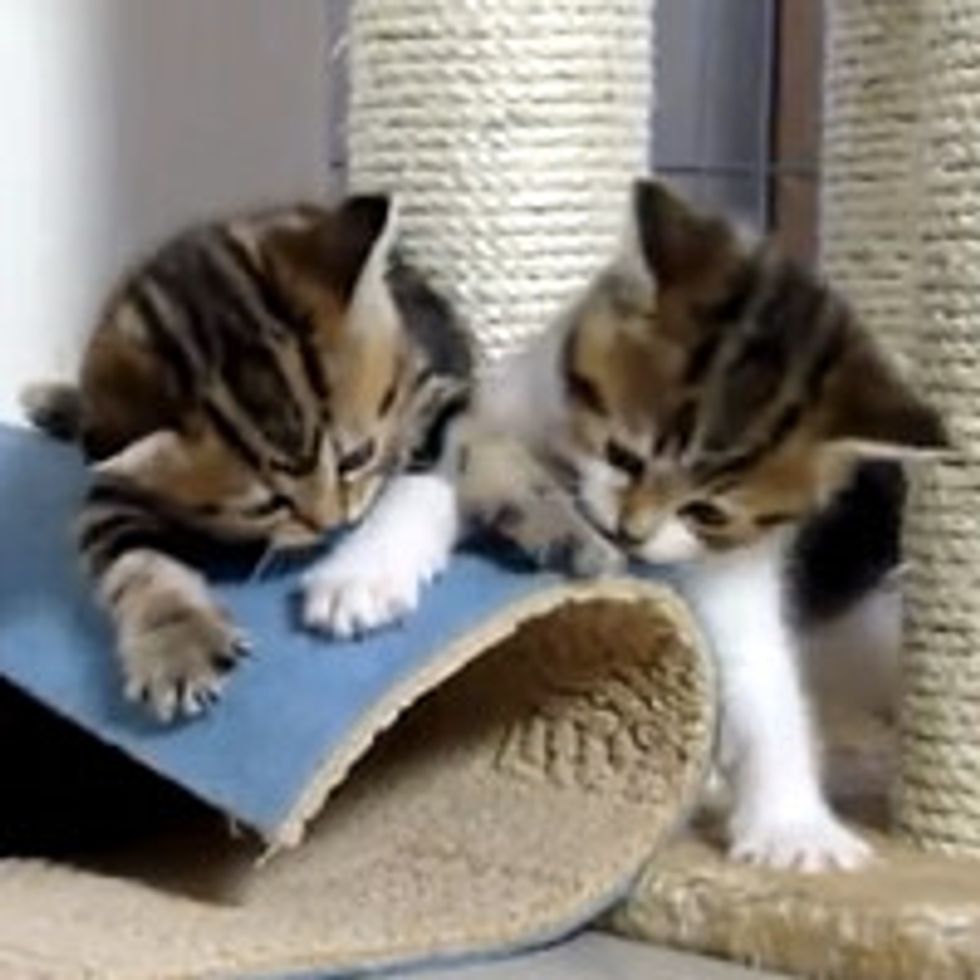 Five Playful Kittens