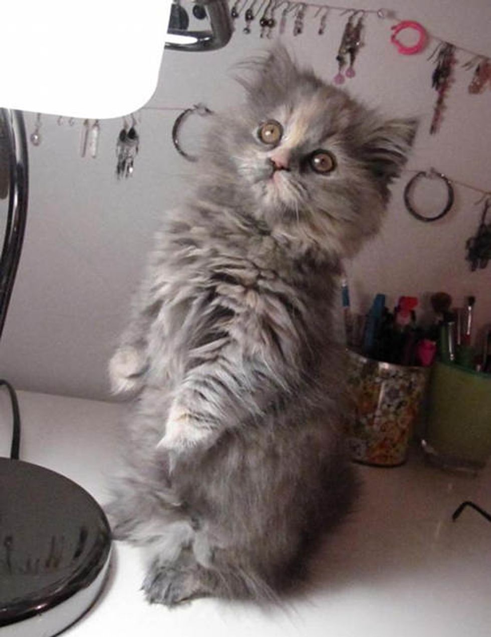 Izzy the Fluffy Feline Supervisor