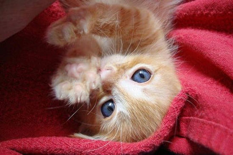 Stompers the Ginger and His Foster Journey